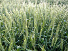 成長を続ける桑名もち小麦