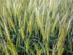 成長を続ける桑名もち小麦